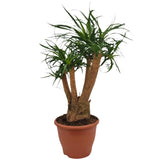 Beaucarnea Nolina