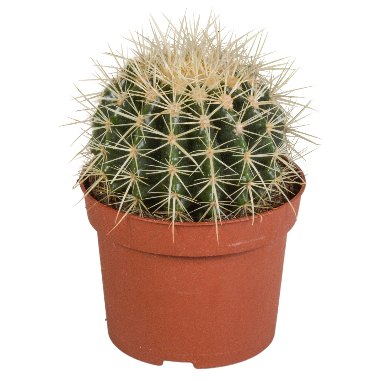 Echinocactus grusonii