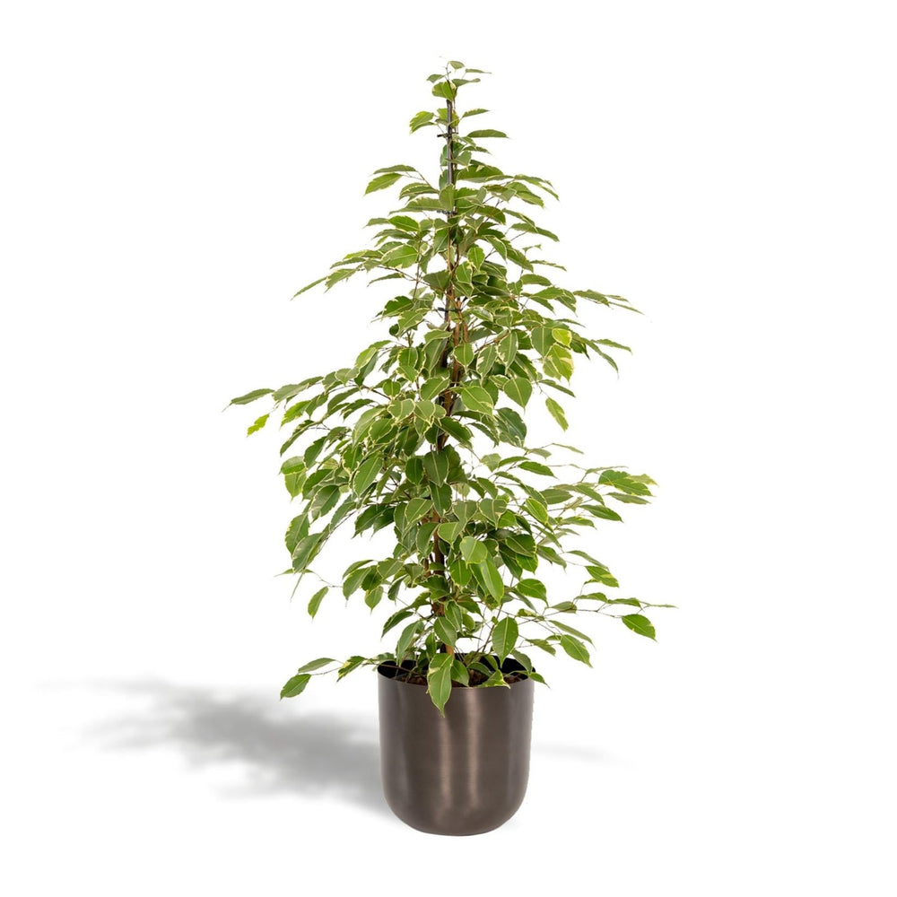 Ficus benjamina Goldenking - Ø21cm - ↕95cm + Pot Mayk Lead