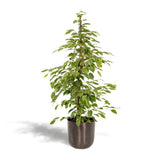 Ficus benjamina Goldenking - Ø21cm - ↕95cm + Pot Mayk Lead