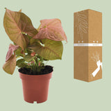 Syngonium Neon