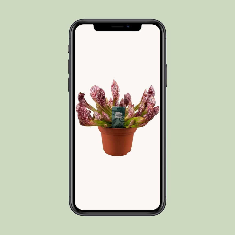 Sarracenia Scarlet Belle