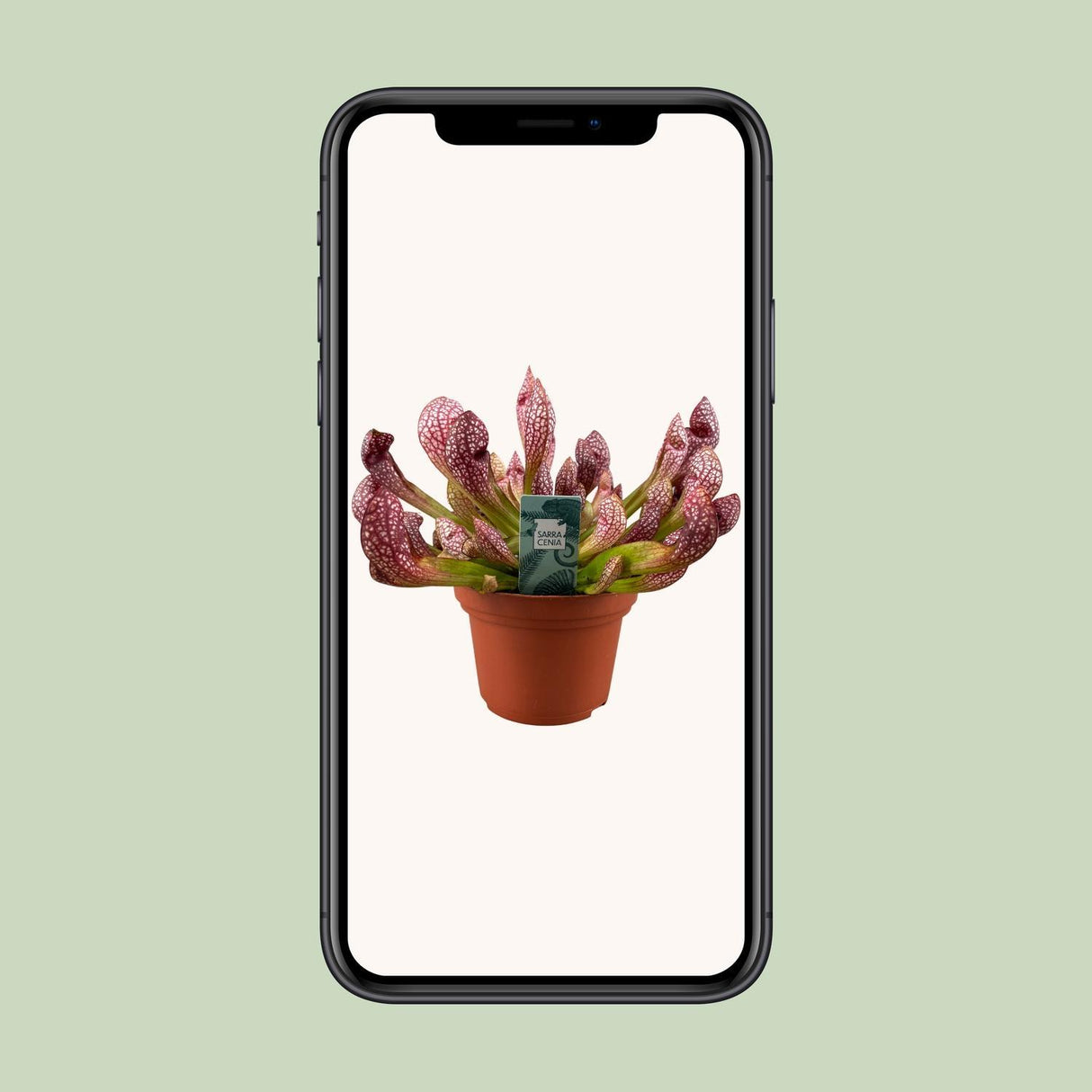 Sarracenia Scarlet Belle