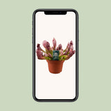 Sarracenia Scarlet Belle