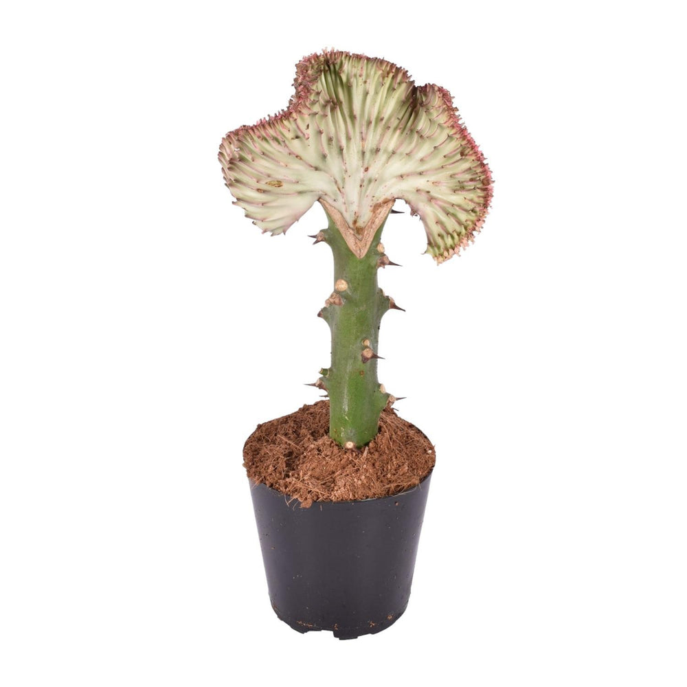 Euphorbia Lactea Cristata Rood - 30 cm - ø10,5