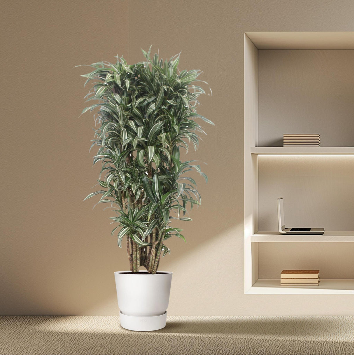 Dracaena Warneckei compacta