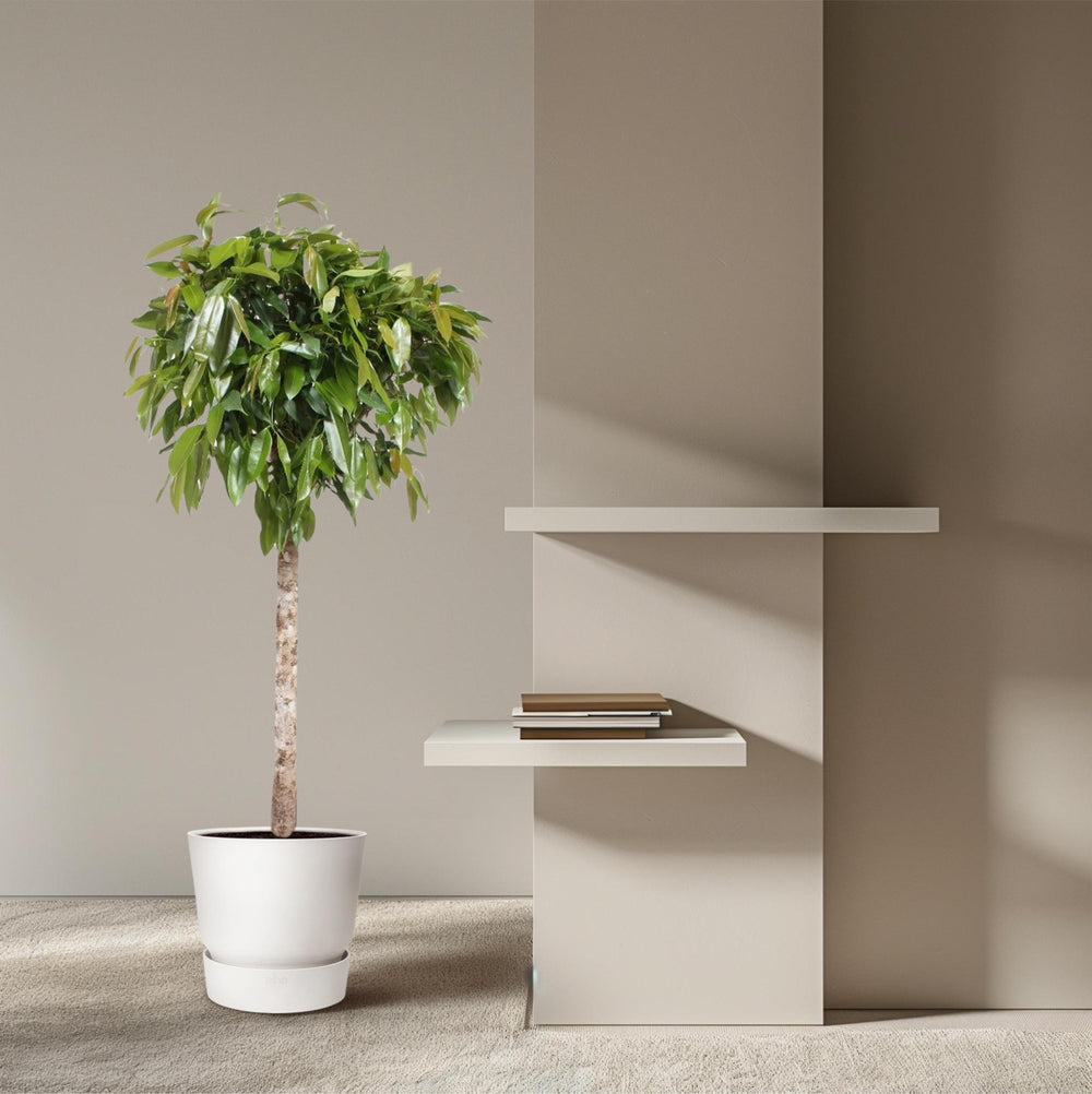 Ficus Amstel King