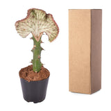 Euphorbia Lactea Cristata Rood - 30 cm - ø10,5