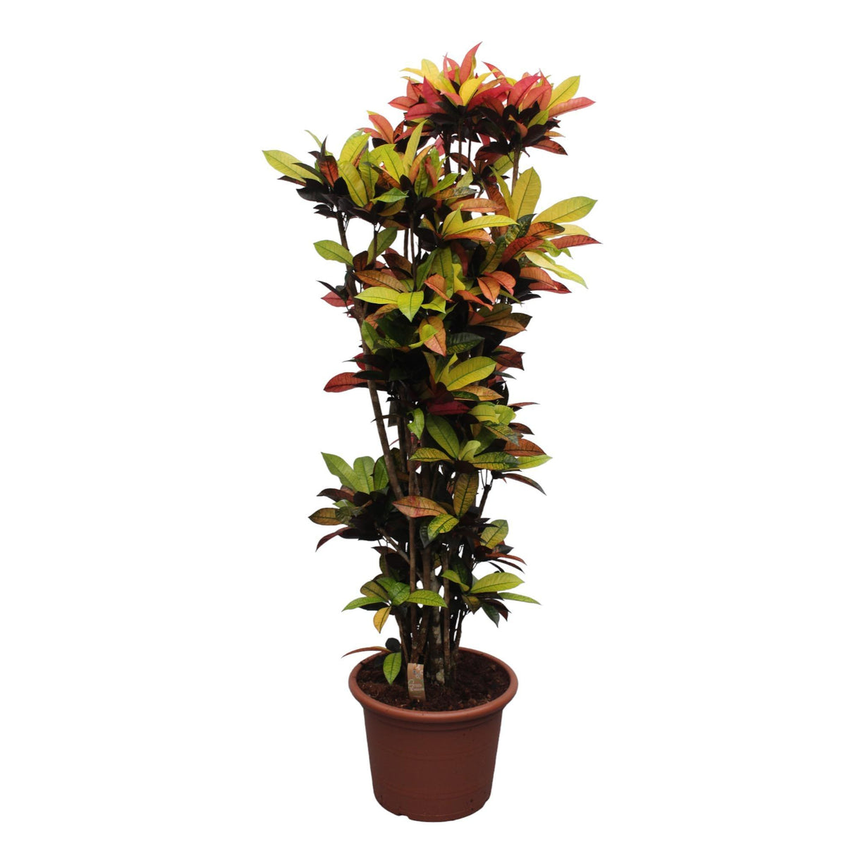 Codiaeum Iceton (Croton Iceton)