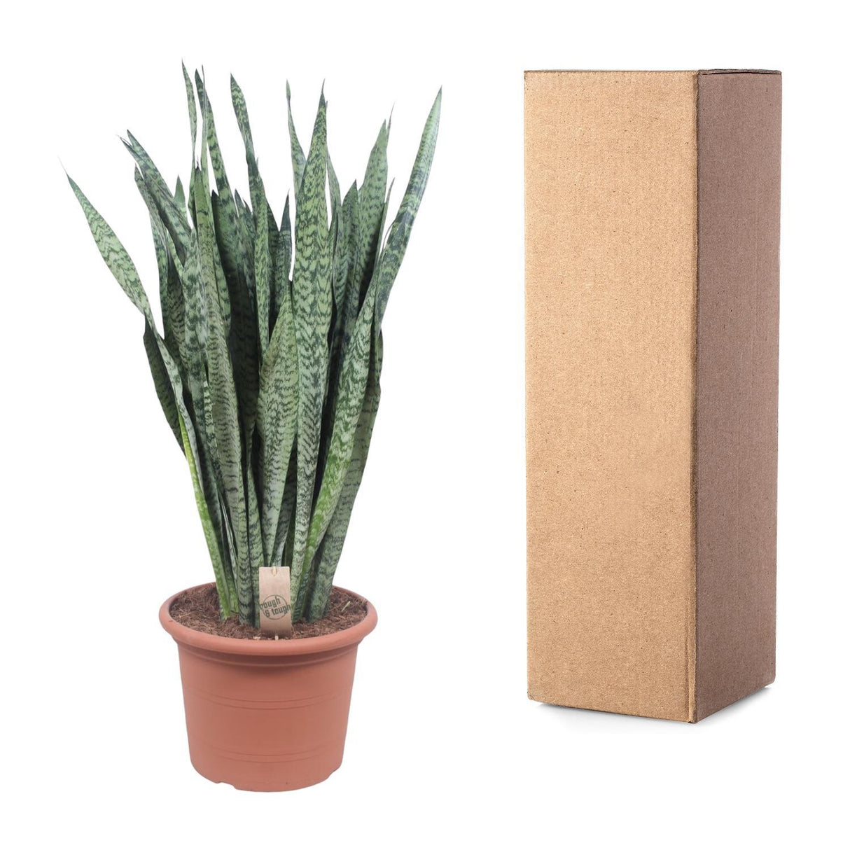 Sansevieria Zeylenica