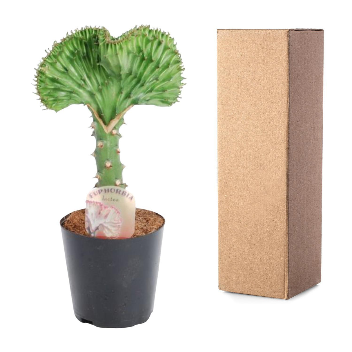Euphorbia lactea Cristata green