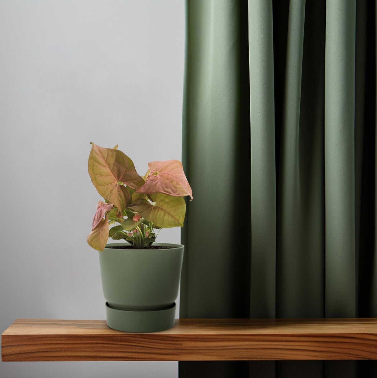 Syngonium Neon