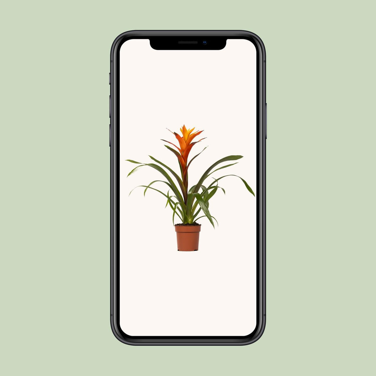Guzmania Variada