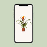 Guzmania Variada