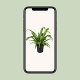 Asplenium Antiquum Osaka - Ø17cm - ↕45cm