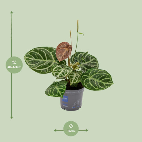 Anthurium Crystal Hybrid Kompakt 