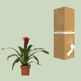 Guzmania Lykke