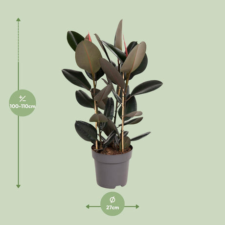 Ficus elastica Abidjan