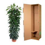 Ficus Cyatistipula Column