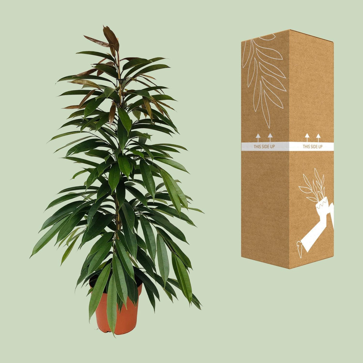 Ficus Binnendijkii Amstel King
