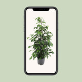 Ficus benjamina Danielle