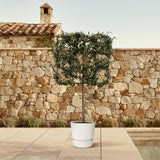 Quercus ilex træ på stativ