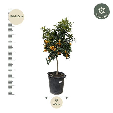 Citruskumquat