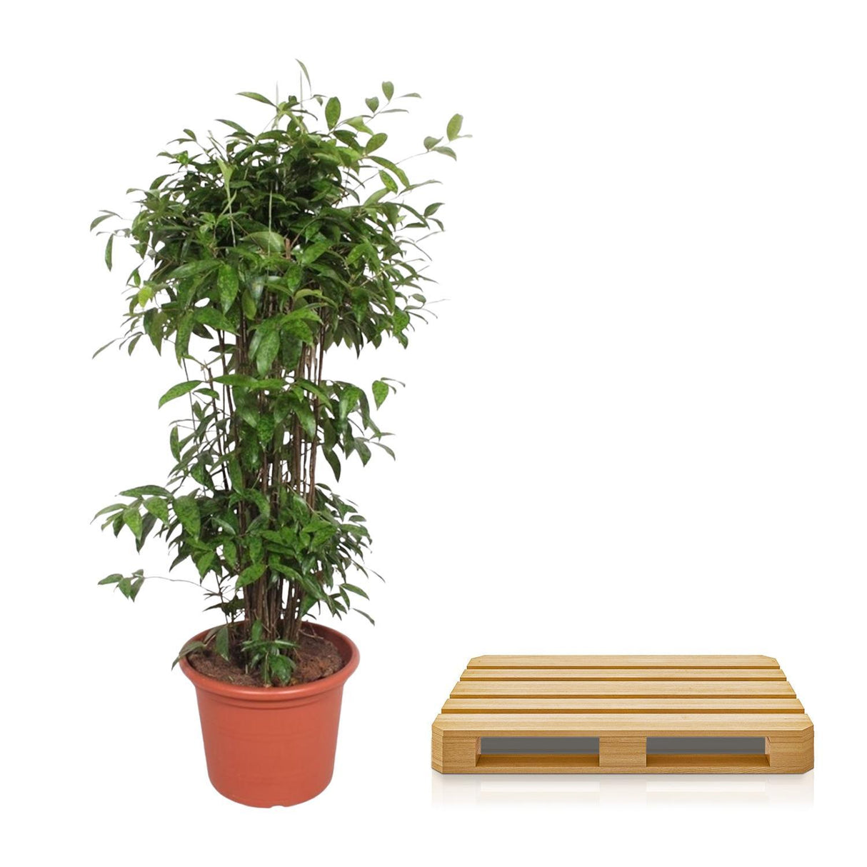 Dracaena Surculosa