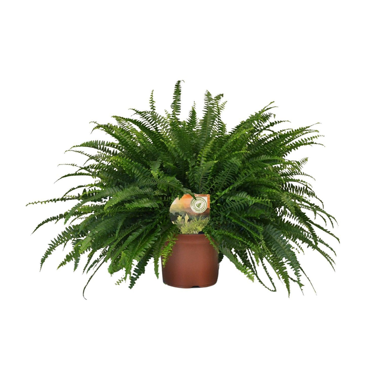 Nephrolepis Green Lady