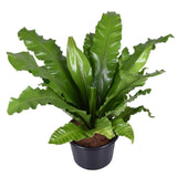 Asplenium Nidus - Ø37cm - ↕85cm