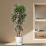Dracaena Marginata branched