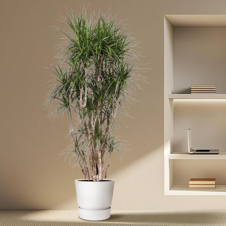Dracaena Marginata branched