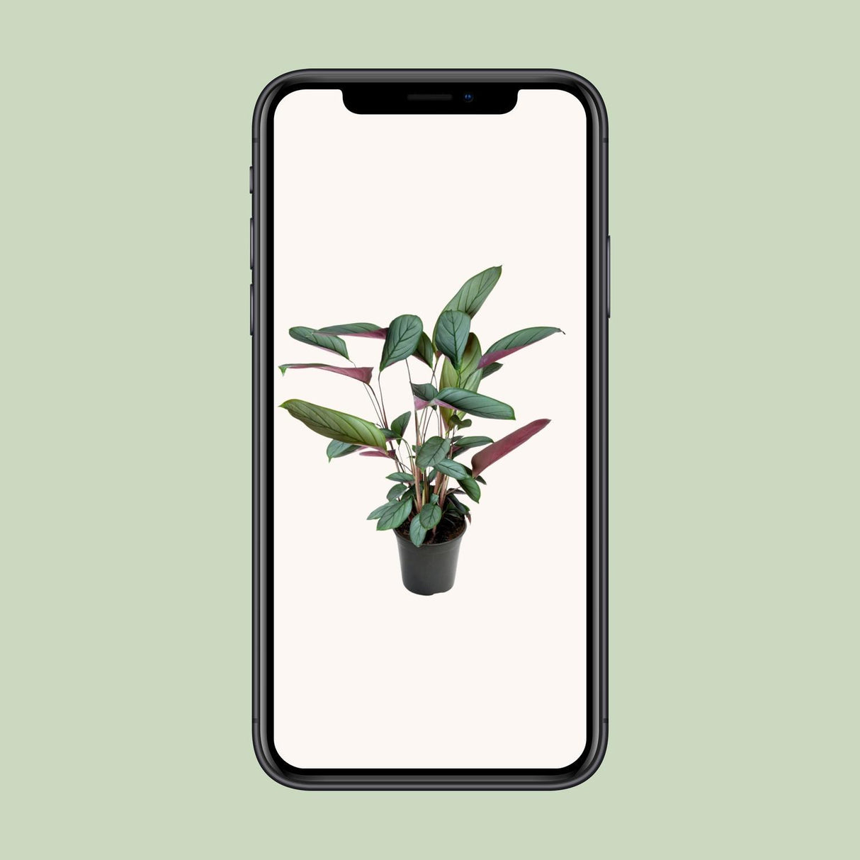 Ctenanthe Setosa