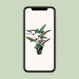 Ctenanthe Setosa