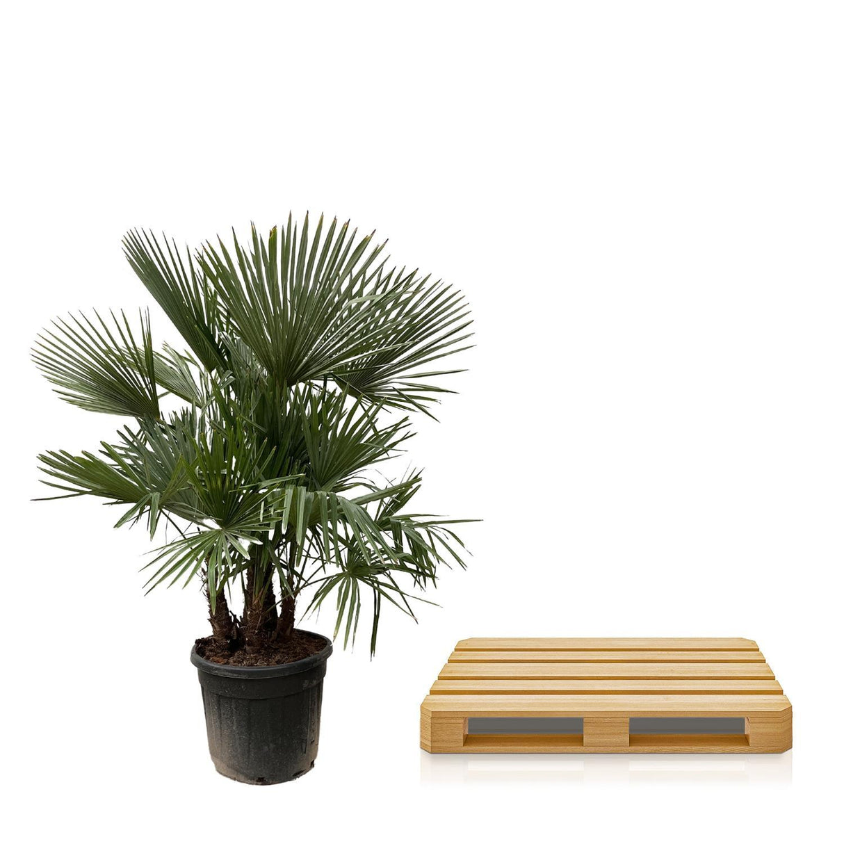 Trachycarpus Multi Stam