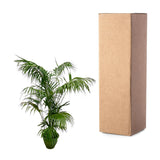 Kentia-palme