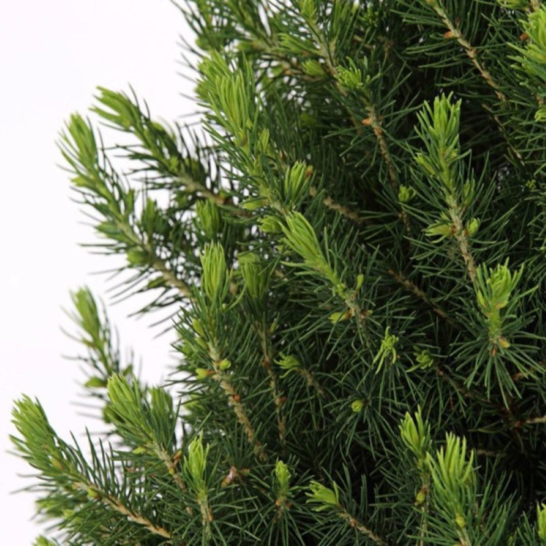 Christmas Tree - Picae Glauca Conica