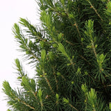 Christmas Tree - Picae Glauca Conica