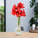 No Water Flowers - White + Red flower