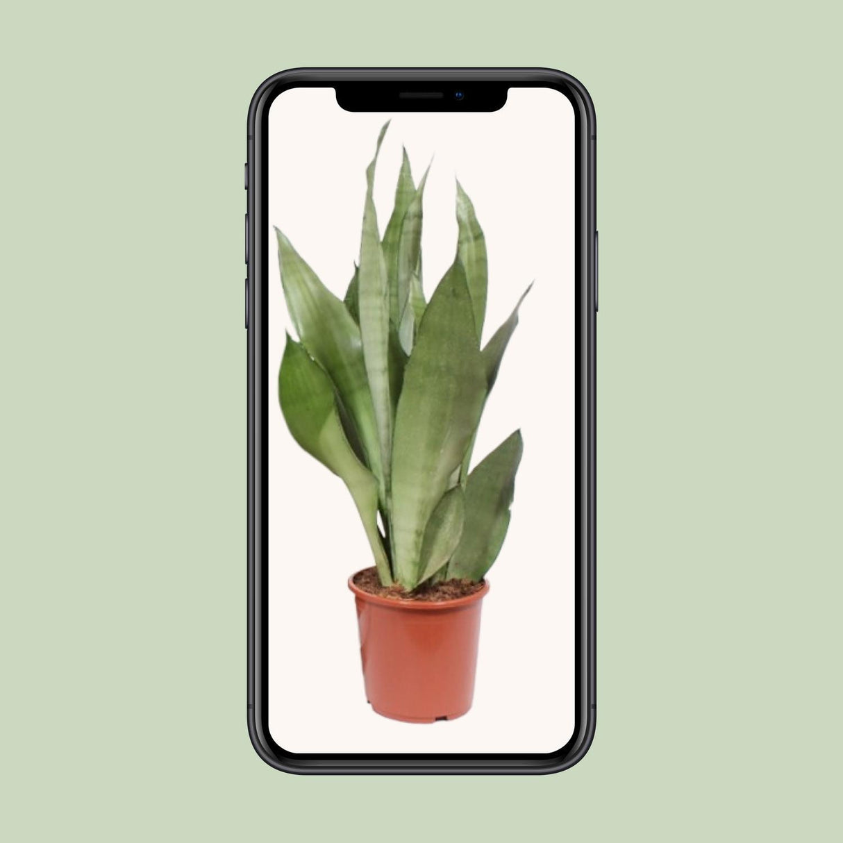 Sansevieria Moonshine