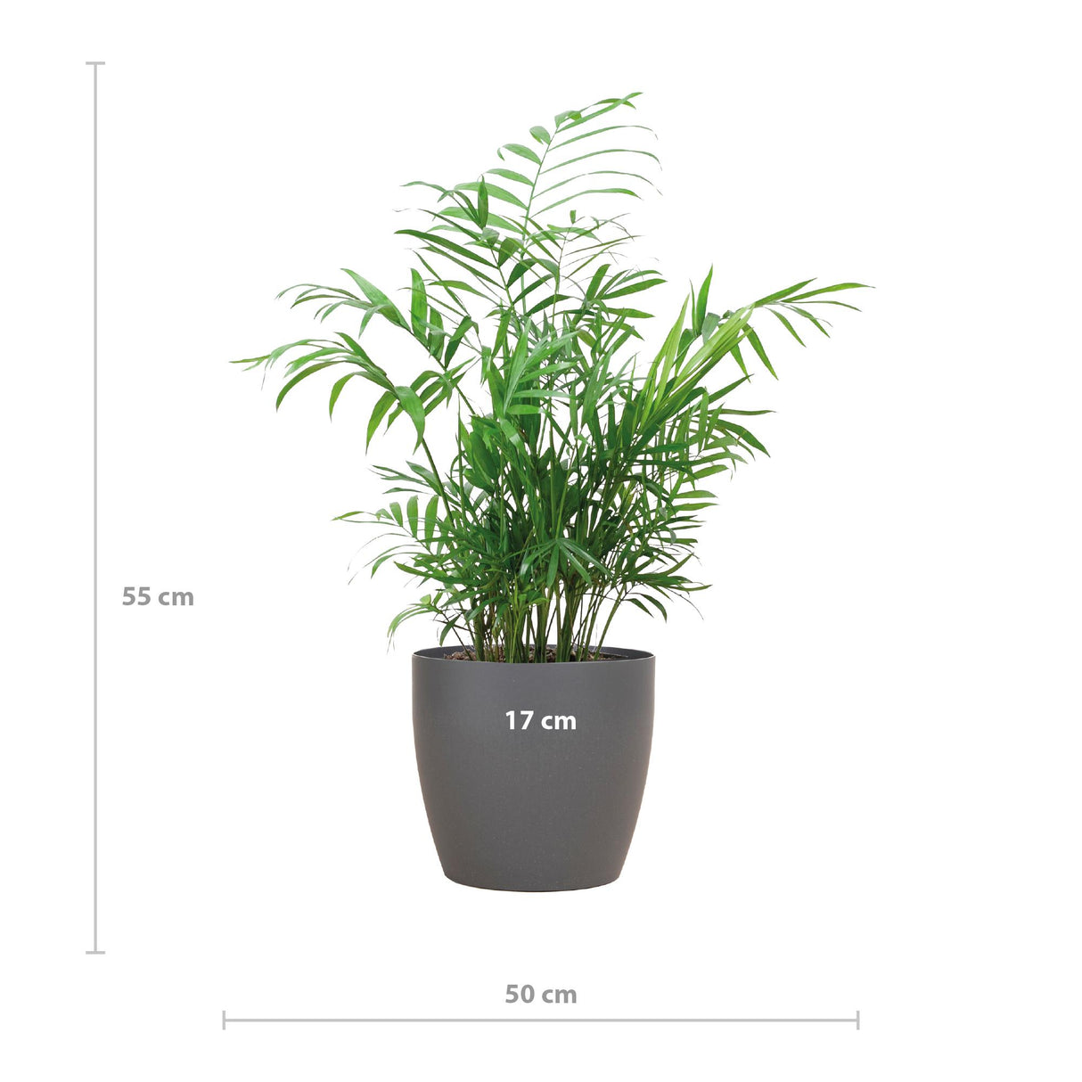 Chamadorea Elegans with Viber grey - 55cm - Ø17