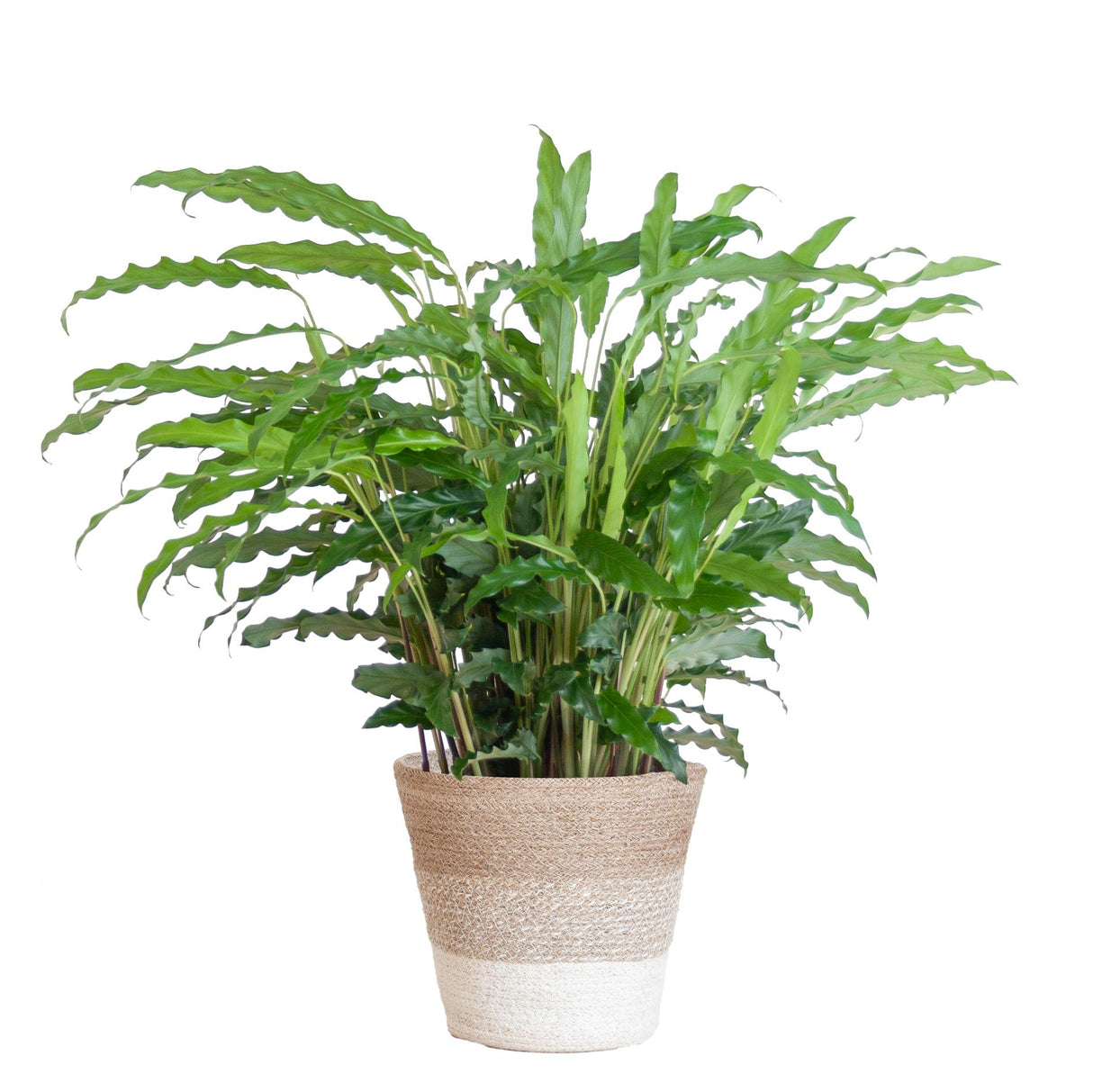 Calathea Rufibarba