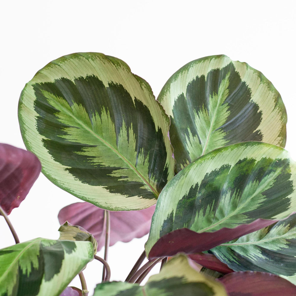 Calathea Medaillon mødte Viber vid