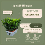 24 x Euonymus 'Green Spire' - 24 x Ø 7 cm - ↨ 15 cm