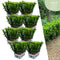 Hedging & Screening