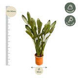 Strelitzia Reginae