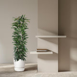 Ficus Alii King column