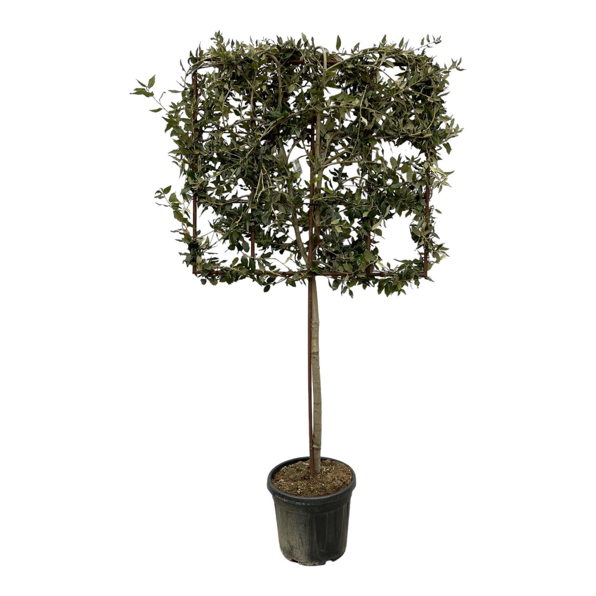 Quercus ilex træ på stativ