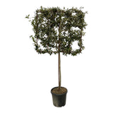 Quercus ilex træ på stativ