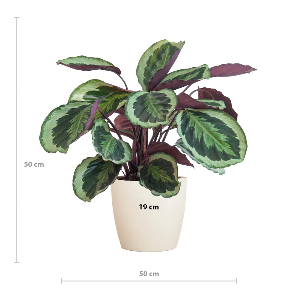 Calathea Medaillon mødte Viber vid